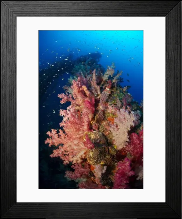 Framed Print : Pink and red soft coral (Dendronephthya) on a shipwreck with schooling silver fish, Riau, Indonesia Framed Print : Pink and red soft coral (Dendronephthya) on a shipwreck with schooling silver fish, Riau, Indonesia