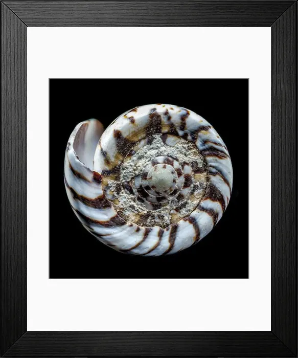 Framed Print : Macro shot of a Conus mustelinus shell showcasing its intricate spiral pattern and natural encrustations Framed Print : Macro shot of a Conus mustelinus shell showcasing its intricate spiral pattern and natural encrustations