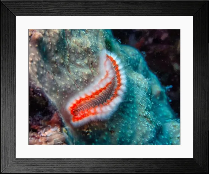 Framed Print : Caribbean coral reef at night with bearded fireworm hunting Framed Print : Caribbean coral reef at night with bearded fireworm hunting