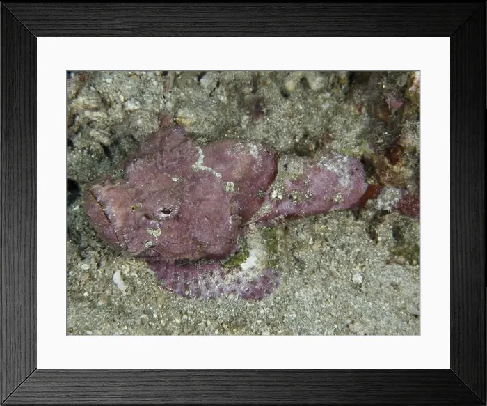 Framed Print : Humpback scorpionfish (Scorpaenopsis diabolus) lying calmly on the seabed