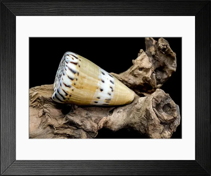 Framed Print : A close-up of a Conus mustelinus shell with unique spotted patterns resting on rugged driftwood
