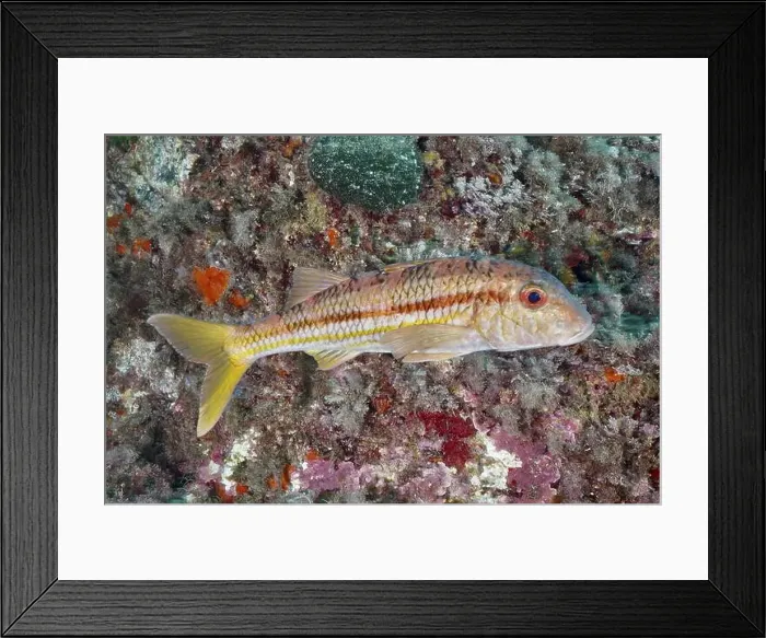 Framed Print : A striped barb (Mullus surmuletus) swimming along a reef Framed Print : A striped barb (Mullus surmuletus) swimming along a reef