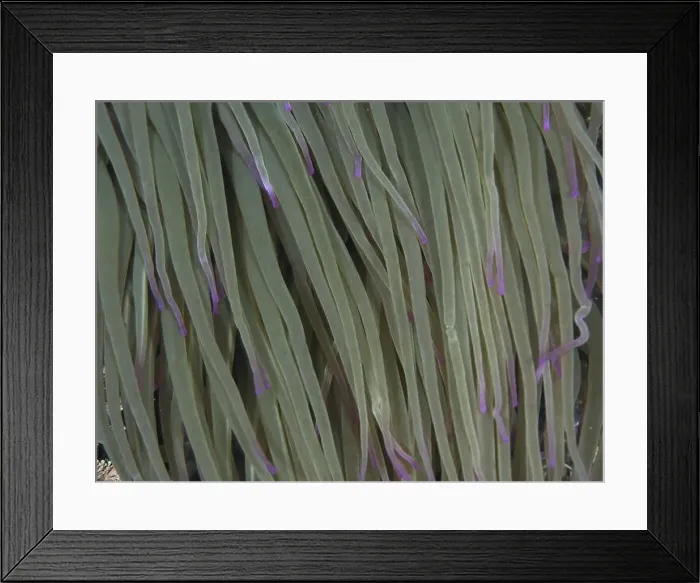 Framed Print : Close-up of anemone with long green tentacles and purple tips Framed Print : Close-up of anemone with long green tentacles and purple tips