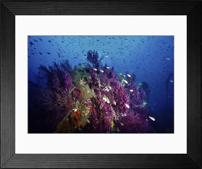 Framed Print : A school of fish swimming over a part of a wreck overgrown with Violescent sea-whip (Paramuricea clavata) Framed Print : A school of fish swimming over a part of a wreck overgrown with Violescent sea-whip (Paramuricea clavata)