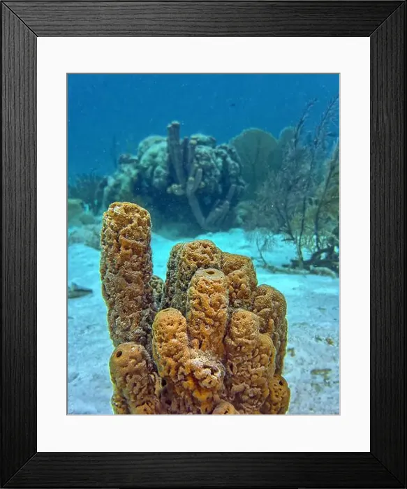 Framed Print : Caribbean coral reef off the coast of the island of Bonaire Framed Print : Caribbean coral reef off the coast of the island of Bonaire