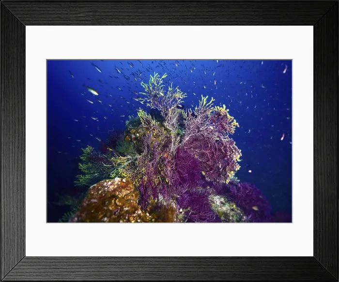 Framed Print : Living corals, Violescent sea-whip (Paramuricea clavata) Framed Print : Living corals, Violescent sea-whip (Paramuricea clavata)