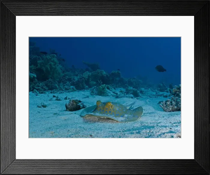 Framed Print : Taeniura lymma - blue spotted stingray Framed Print : Taeniura lymma - blue spotted stingray