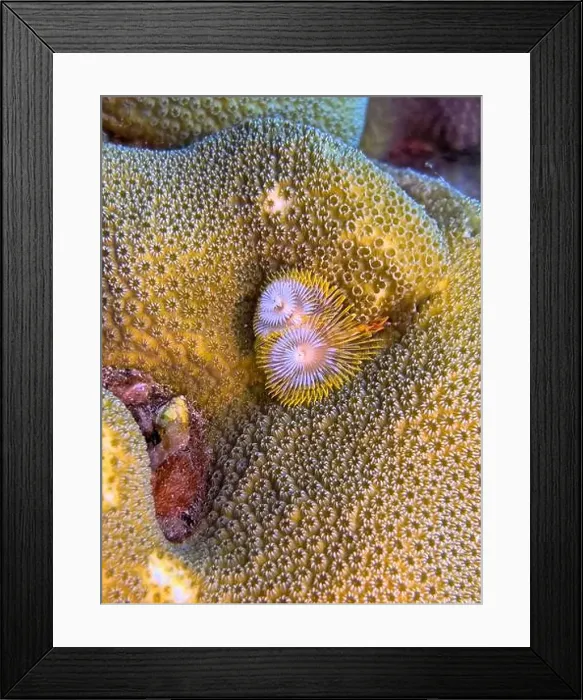 Framed Print : Spirobranchus giganteus, commonly known as Christmas tree worms Framed Print : Spirobranchus giganteus, commonly known as Christmas tree worms