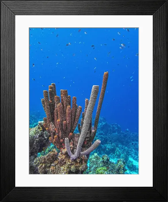 Framed Print : Caribbean coral reef off the coast of the island of Bonaire Framed Print : Caribbean coral reef off the coast of the island of Bonaire