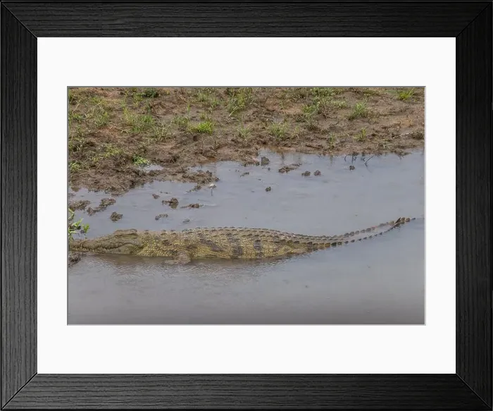 Framed Print : crocodile in Kruger National Park, South Africa Framed Print : crocodile in Kruger National Park, South Africa