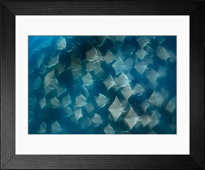 Framed Print : Munk's pygmy devil ray, Mobula munkiana, Baja California, Mexico, Gulf of California, Sea Of Cortez, Pacific Ocean Framed Print : Munk's pygmy devil ray, Mobula munkiana, Baja California, Mexico, Gulf of California, Sea Of Cortez, Pacific Ocean