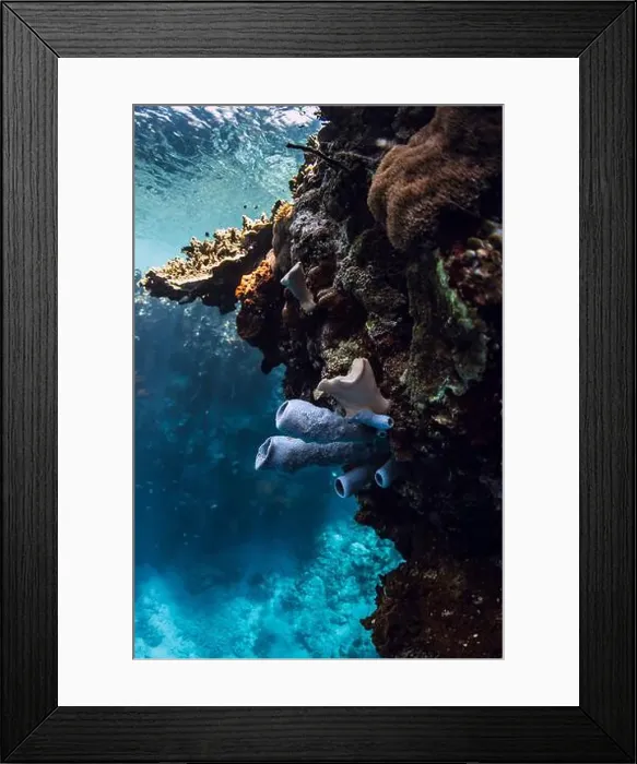 Framed Print : Corals underwater in blue ocean Bali. Coral reef garden Framed Print : Corals underwater in blue ocean Bali. Coral reef garden