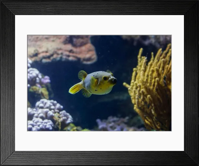 Framed Print : The blackspotted puffer (Arothron Nigropunctatus) Framed Print : The blackspotted puffer (Arothron Nigropunctatus)