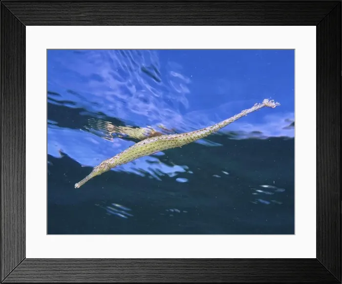 Framed Print : Triangular pipefish (Alligator pipefish) swimming just below the calm water surface Framed Print : Triangular pipefish (Alligator pipefish) swimming just below the calm water surface