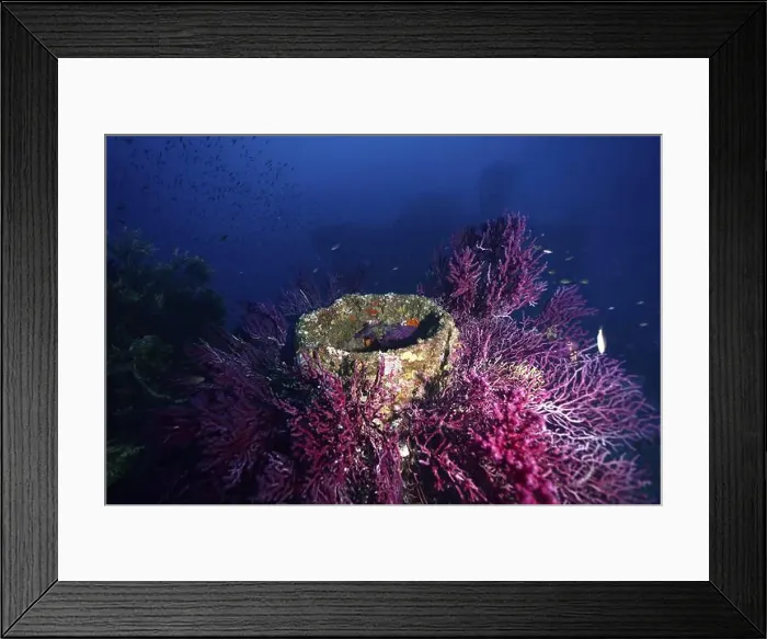 Framed Print : Round structures surrounded by purple Violescent sea-whips (Paramuricea clavata) in a blue underwater environment Framed Print : Round structures surrounded by purple Violescent sea-whips (Paramuricea clavata) in a blue underwater environment