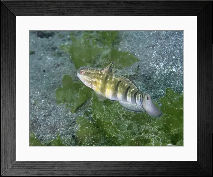 Framed Print : A brown striped goby (Amblygobius phalaena) moves through green algae near the seabed Framed Print : A brown striped goby (Amblygobius phalaena) moves through green algae near the seabed