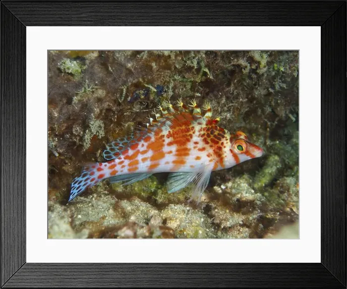 Framed Print : Colourful fish with red spots, Dwarf Hawkfish (Cirrhitichthys falco) Framed Print : Colourful fish with red spots, Dwarf Hawkfish (Cirrhitichthys falco)