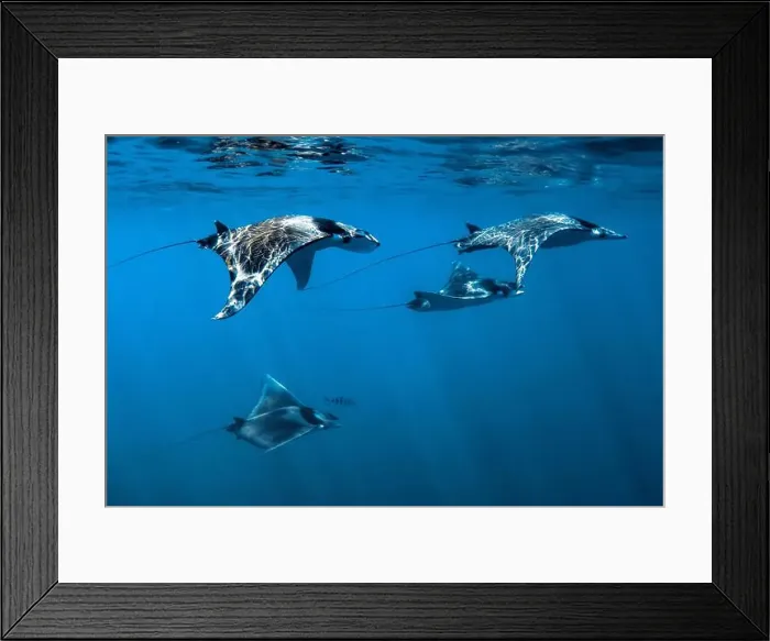 Framed Print : giant devil ray, Mobula mobular, Baja California, Mexico, Gulf of California, Sea Of Cortez, Pacific Ocean Framed Print : giant devil ray, Mobula mobular, Baja California, Mexico, Gulf of California, Sea Of Cortez, Pacific Ocean