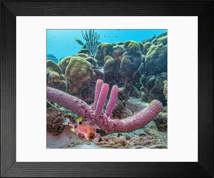 Framed Print : Caribbean coral reef off the coast of the island of Bonaire Framed Print : Caribbean coral reef off the coast of the island of Bonaire