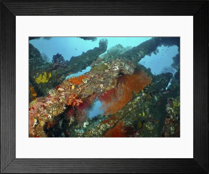 Framed Print : Various corals cover a shipwreck Framed Print : Various corals cover a shipwreck