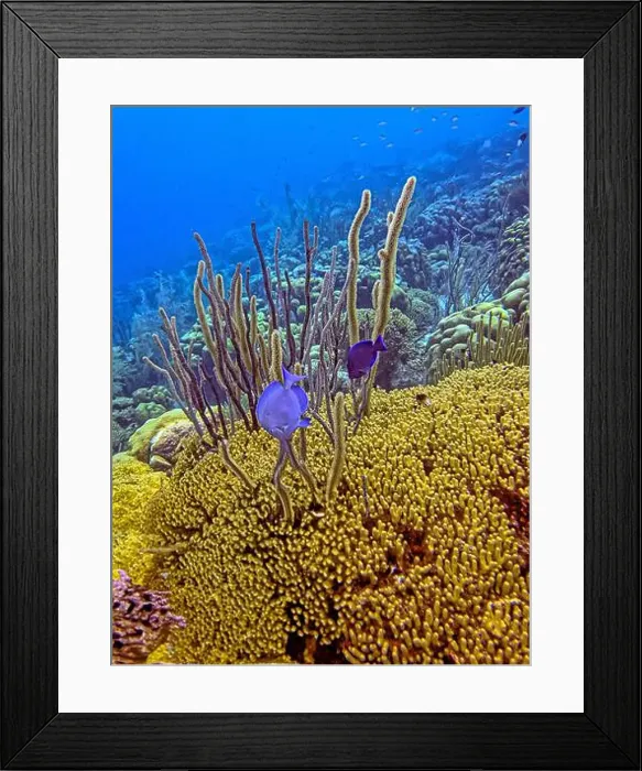 Framed Print : Caribbean coral reef off the coast of the island of Bonaire