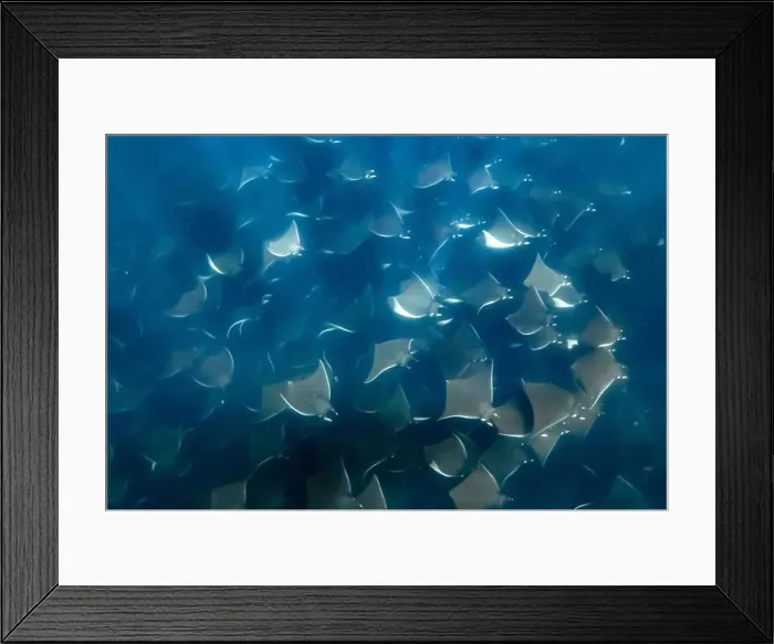 Framed Print : Munk's pygmy devil ray, Mobula munkiana, Baja California, Mexico, Gulf of California, Sea Of Cortez, Pacific Ocean Framed Print : Munk's pygmy devil ray, Mobula munkiana, Baja California, Mexico, Gulf of California, Sea Of Cortez, Pacific Ocean