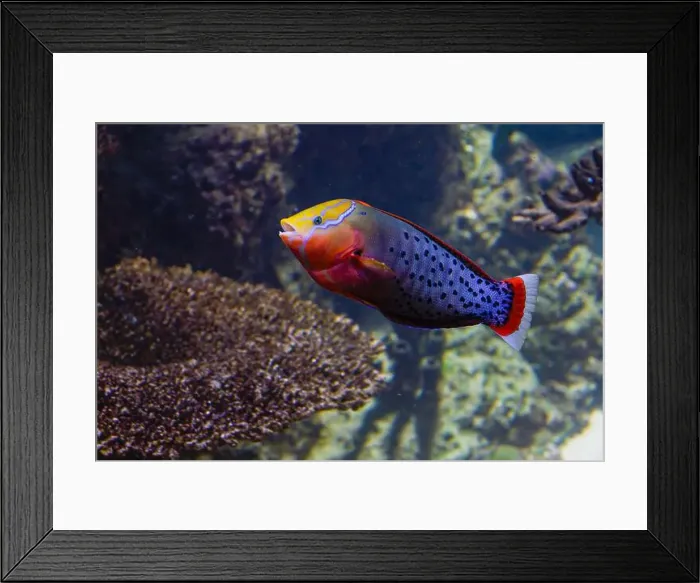 Framed Print : Coris Formosa fish inside beautiful reef