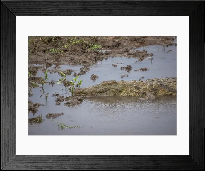 Framed Print : crocodile in Kruger National Park, South Africa Framed Print : crocodile in Kruger National Park, South Africa