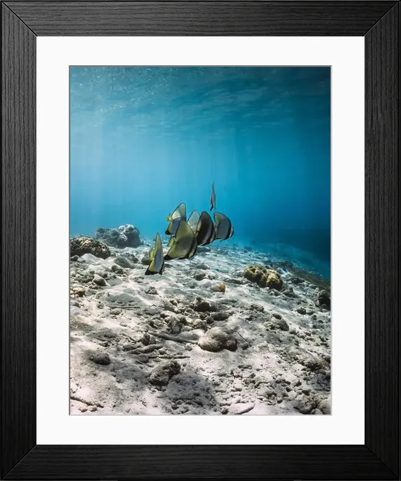 Framed Print : School of bat fish underwater in tropical blue ocean Framed Print : School of bat fish underwater in tropical blue ocean
