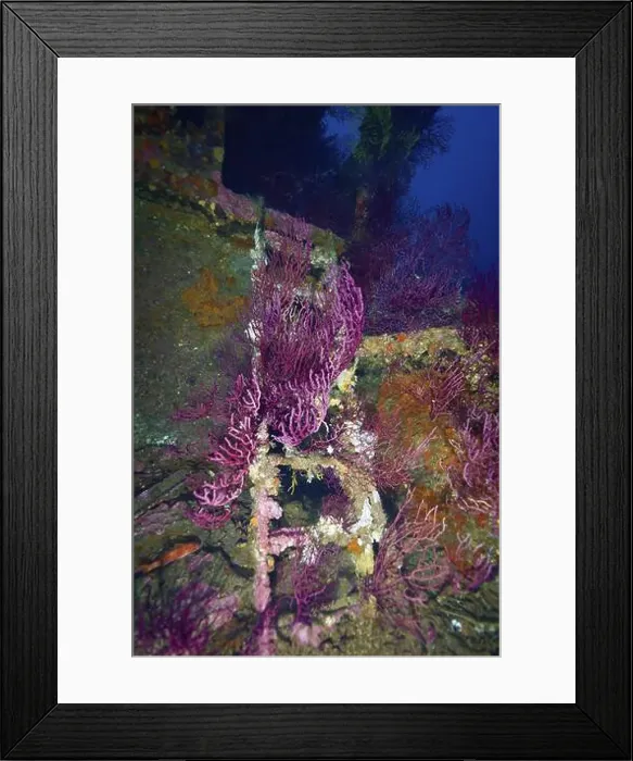 Framed Print : Purple Violescent sea-whip (Paramuricea clavata) cover the wreck and create a lively picture Framed Print : Purple Violescent sea-whip (Paramuricea clavata) cover the wreck and create a lively picture