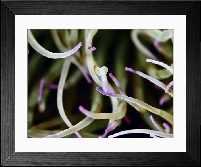 Framed Print : Macro photograph of anemone tentacles of wax rose (Anemonia sulcata) in shades of green and purple Framed Print : Macro photograph of anemone tentacles of wax rose (Anemonia sulcata) in shades of green and purple