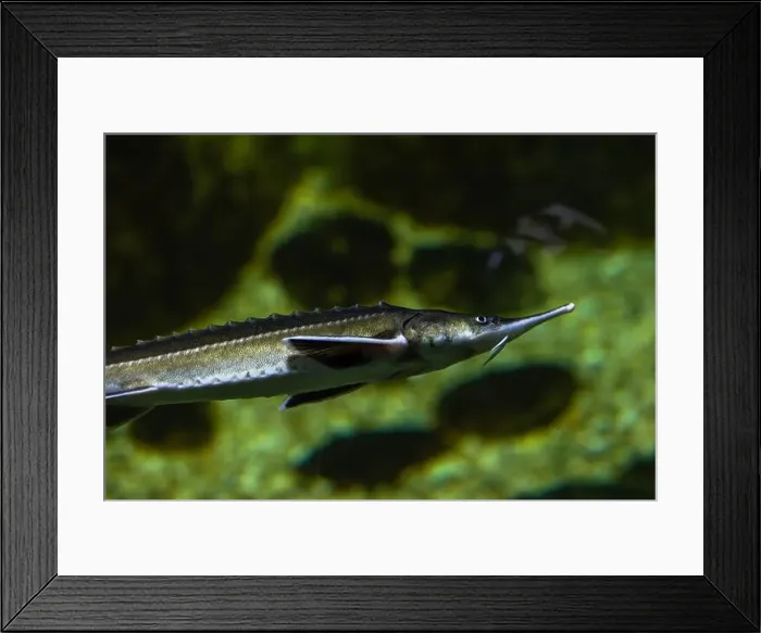 Framed Print : Acipenser gueldenstaedtii swimming in the water Framed Print : Acipenser gueldenstaedtii swimming in the water
