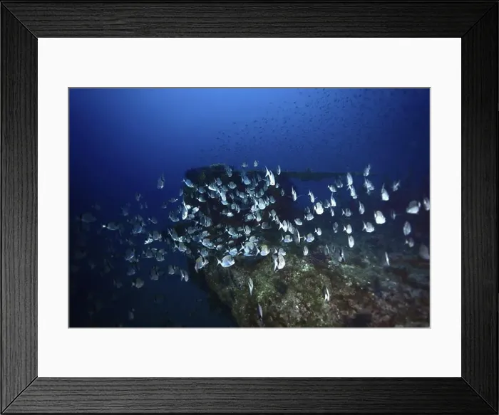 Framed Print : Shoal of two-banded bream (Diplodus vulgaris) swimming over a wreck in the deep blue sea Framed Print : Shoal of two-banded bream (Diplodus vulgaris) swimming over a wreck in the deep blue sea