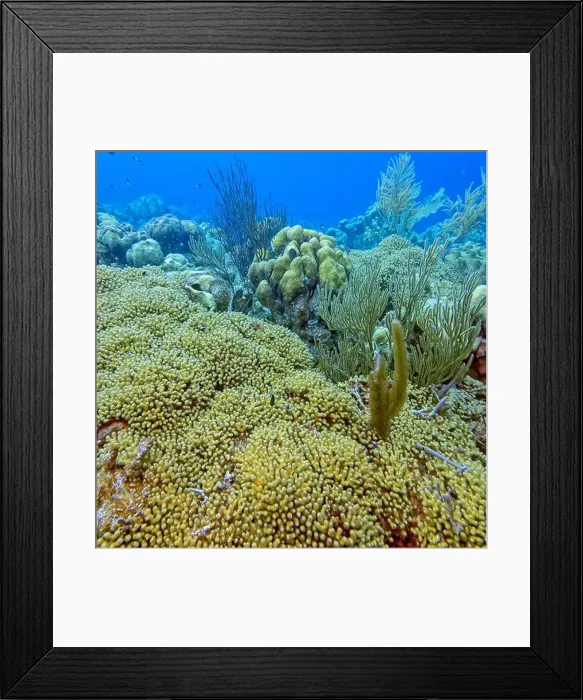 Framed Print : Caribbean coral reef off the coast of the island of Bonaire Framed Print : Caribbean coral reef off the coast of the island of Bonaire