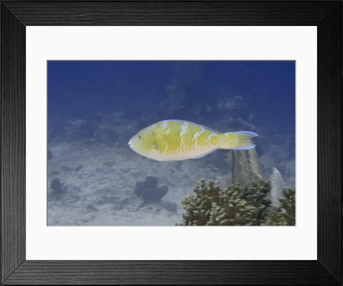 Framed Print : A yellow fish, blue-striped parrotfish (Scarus ghobban)