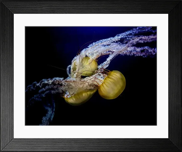 Framed Print : A vivid underwater shot of Pacific Sea Nettles (Chrysaora fuscescens) with flowing tentacles and intricate details Framed Print : A vivid underwater shot of Pacific Sea Nettles (Chrysaora fuscescens) with flowing tentacles and intricate details