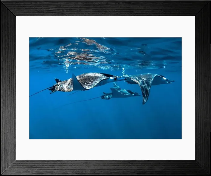 Framed Print : giant devil ray, Mobula mobular, Baja California, Mexico, Gulf of California, Sea Of Cortez, Pacific Ocean Framed Print : giant devil ray, Mobula mobular, Baja California, Mexico, Gulf of California, Sea Of Cortez, Pacific Ocean