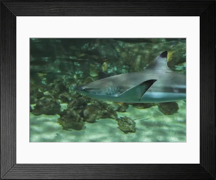 Framed Print : Squalidae (dog shark) Framed Print : Squalidae (dog shark)