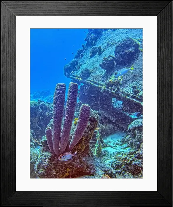 Framed Print : Caribbean coral reef off the coast of the island of Bonaire Framed Print : Caribbean coral reef off the coast of the island of Bonaire