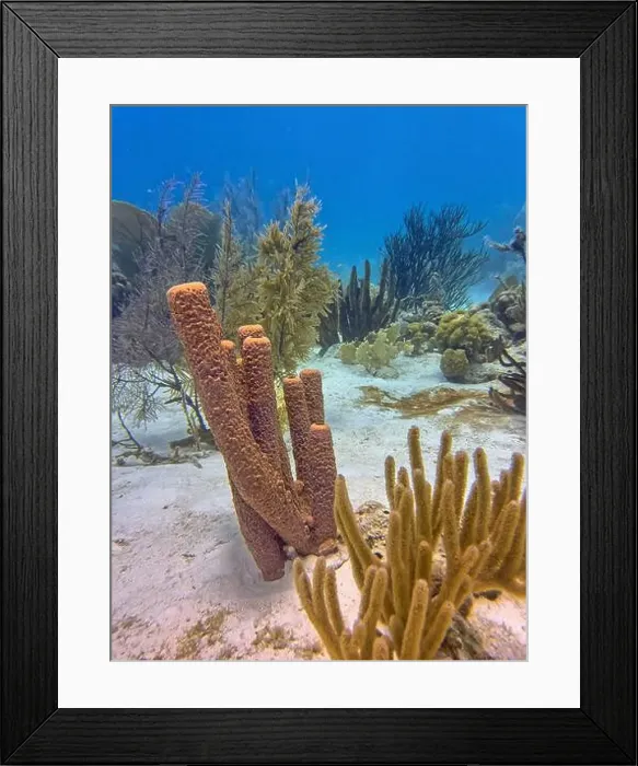 Framed Print : Caribbean coral reef off the coast of the island of Bonaire Framed Print : Caribbean coral reef off the coast of the island of Bonaire