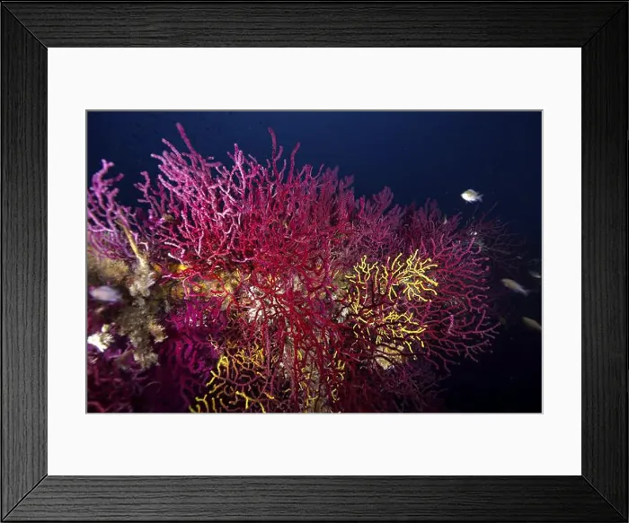 Framed Print : Bright Violescent sea-whip (Paramuricea clavata) and yellow corals unfold on a wreck in a dark underwater environment Framed Print : Bright Violescent sea-whip (Paramuricea clavata) and yellow corals unfold on a wreck in a dark underwater environment