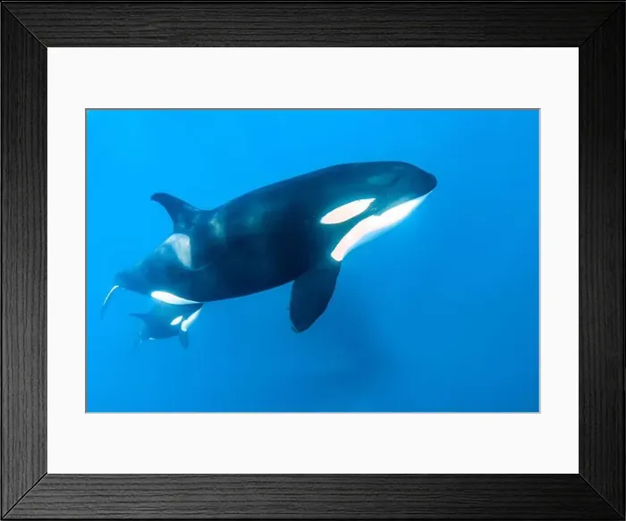 Framed Print : killer whale, Orcinus orca, mother and calf, Baja California, Mexico, Gulf of California, Sea Of Cortez, Pacific Ocean Framed Print : killer whale, Orcinus orca, mother and calf, Baja California, Mexico, Gulf of California, Sea Of Cortez, Pacific Ocean