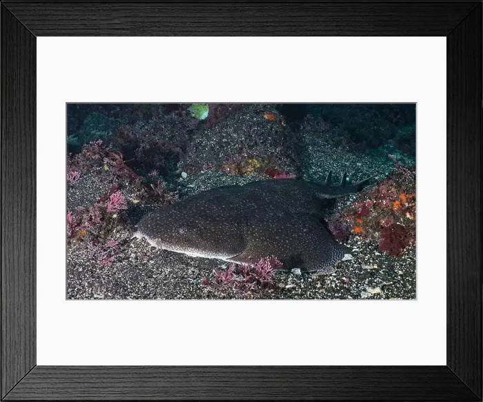 Framed Print : Squatina japonica - Japanese angel shark Framed Print : Squatina japonica - Japanese angel shark