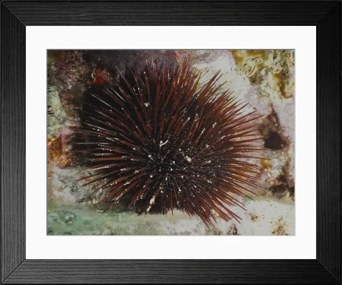 Framed Print : Brown sea urchin (Paracentrotus lividus) with long spines on a sea surface