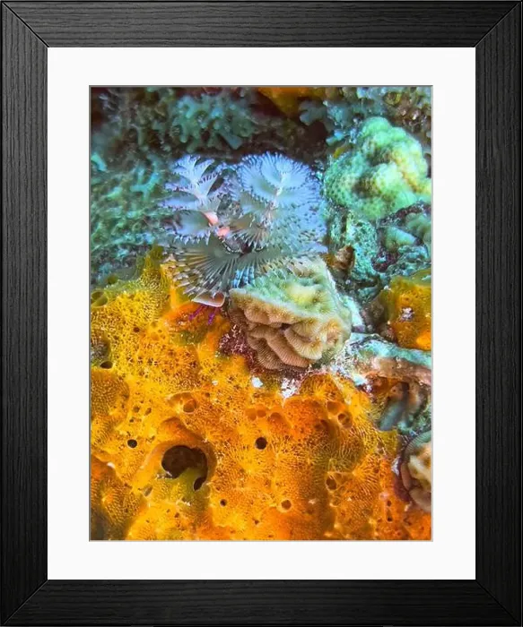 Framed Print : Spirobranchus giganteus, commonly known as Christmas tree worms Framed Print : Spirobranchus giganteus, commonly known as Christmas tree worms