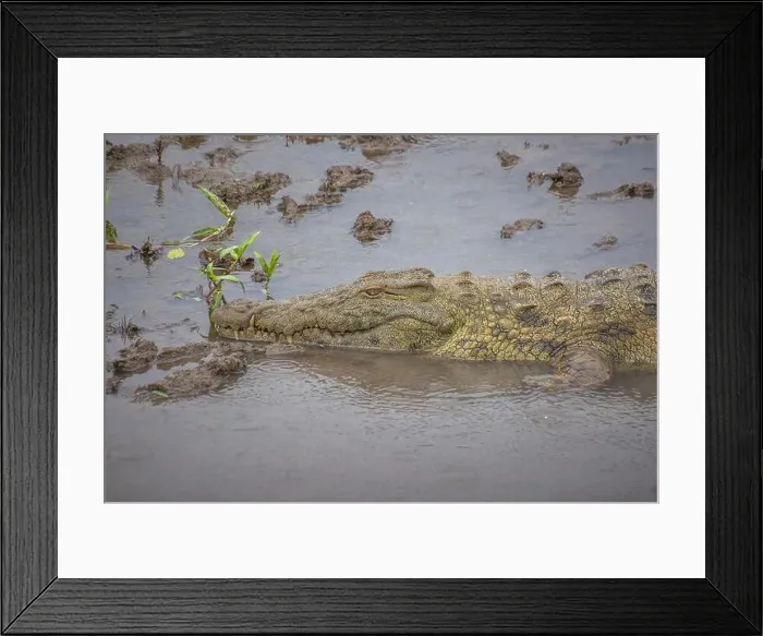 Framed Print : crocodile in Kruger National Park, South Africa Framed Print : crocodile in Kruger National Park, South Africa