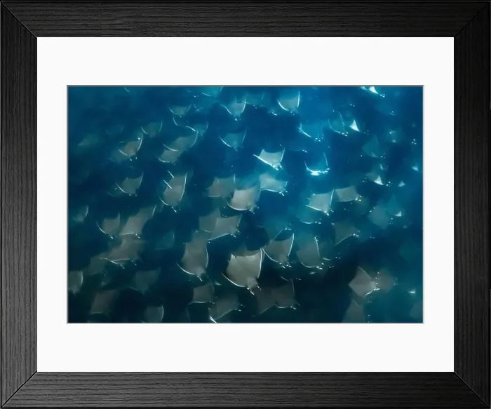 Framed Print : Munk's pygmy devil ray, Mobula munkiana, Baja California, Mexico, Gulf of California, Sea Of Cortez, Pacific Ocean
