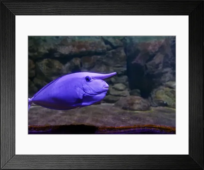 Framed Print : Naso Annulatus, the unicornfish Framed Print : Naso Annulatus, the unicornfish