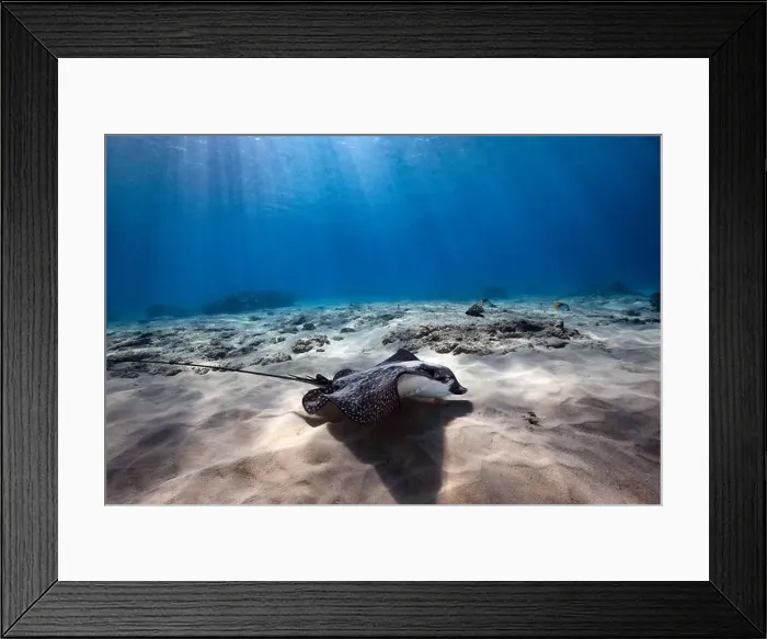Framed Print : A Spotted Eagle Ray hunts for food along the sandy floor of the ocean in Hawaii Framed Print : A Spotted Eagle Ray hunts for food along the sandy floor of the ocean in Hawaii
