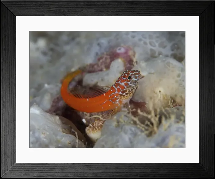 Framed Print : Small red fish with pattern, blackhead blenny (Microlipophrys nigriceps) Framed Print : Small red fish with pattern, blackhead blenny (Microlipophrys nigriceps)